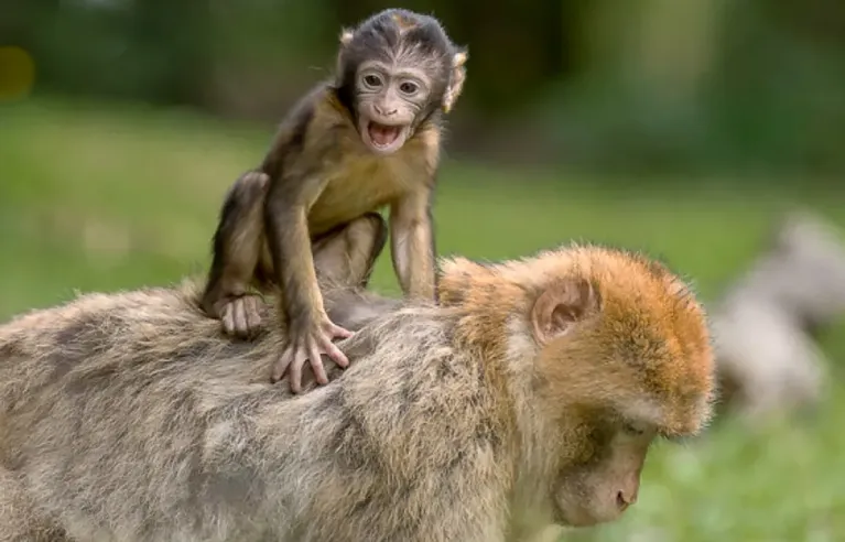 Salem Monkey Mountain